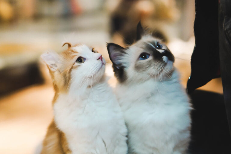 The Kitty Kare Essentials 101 Simple Guide