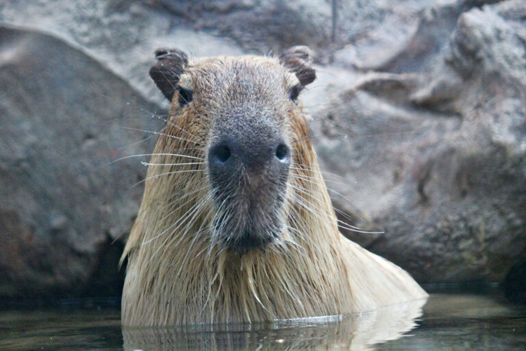Should You Keep a Capybara as a Pet?