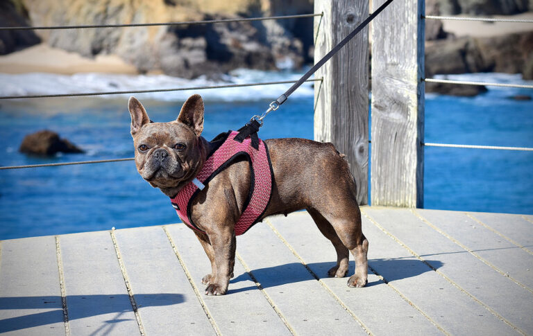 The 8 Best Dog Harnesses of 2022