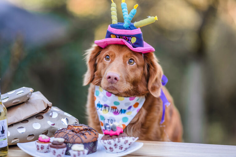 10 Ways to Celebrate Your Dog’s Birthday