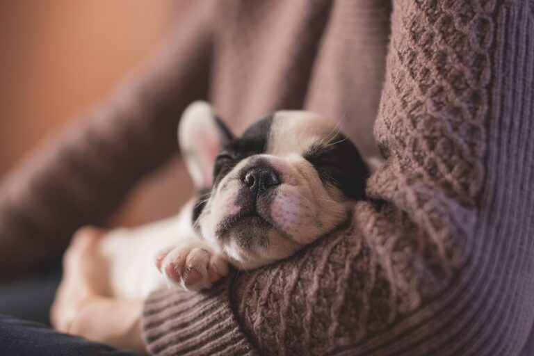 Are Dogs Colorblind? A Question for Beginner