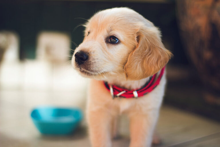8 Different Types of Dog Collars For You