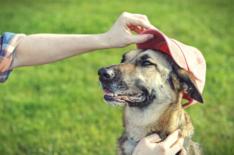 5 Ways to Celebrate Your Dogs On Holidays