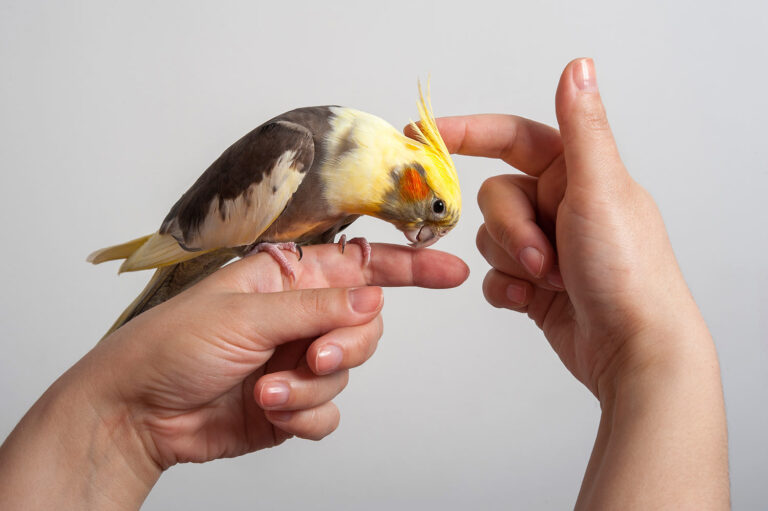 How Much Does It Cost to Care for a Pet Bird?