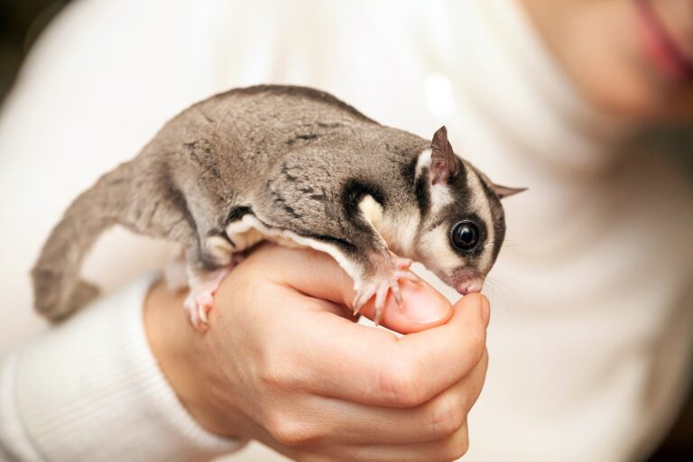 Should You Keep Sugar Glider as a Pet?