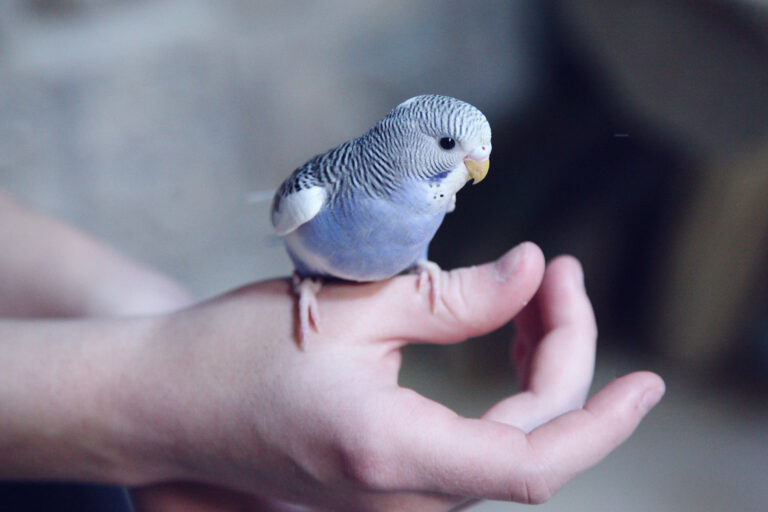 280 Cute and Quirky Names for Pet Birds