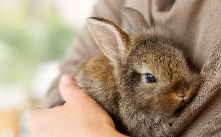 Ideas for Making a Homemade Rabbit Cage
