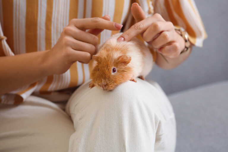 How to Care for a Himalayan Guinea Pig