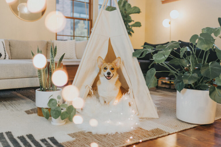 14 Free DIY Dog House Plans Anyone Can Build